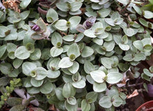 Load image into Gallery viewer, IVY bolivian jew [callisia repens] turtle vine
