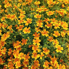 Load image into Gallery viewer, MARIGOLD tangerine gem
