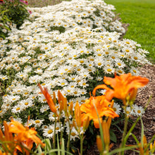 Load image into Gallery viewer, LEUCANTHEMUM shasta daisy
