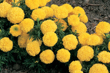 Load image into Gallery viewer, MARIGOLD inca ll yellow
