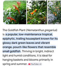 Load image into Gallery viewer, NEMATANTHUS gregarius [goldfish or clog plant]
