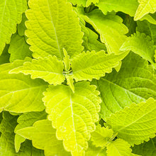 Load image into Gallery viewer, COLEUS colorblaze lime time
