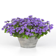 Load image into Gallery viewer, AGERATUM monarch magic
