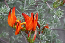 Load image into Gallery viewer, LOTUS berthelotii red
