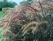Load image into Gallery viewer, GRASSES pennisetum setaceum rubrum(purple fountain grass)
