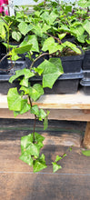 Load image into Gallery viewer, IVY hedera green ralf
