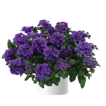Load image into Gallery viewer, VERBENA vanessa purple
