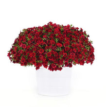 Load image into Gallery viewer, CALIBRACHOA mini famous neo double red
