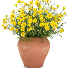 Load image into Gallery viewer, ARGYRANTHEMUM butterfly yellow
