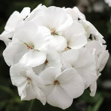 Load image into Gallery viewer, GERANIUM calliope large white
