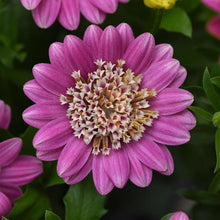 Load image into Gallery viewer, OSTEOSPERMUM 4D pink lemonade
