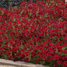 Load image into Gallery viewer, PETUNIAwave tidal red velour
