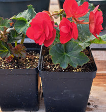 Load image into Gallery viewer, BEGONIA  BK collection vermillion red
