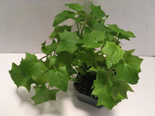 Load image into Gallery viewer, IVY german [green]
