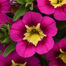 Load image into Gallery viewer, CALIBRACHOA  bumble bee hot pink
