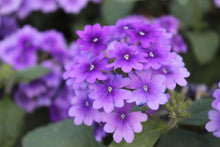 Load image into Gallery viewer, VERBENA vanessa purple
