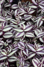 Load image into Gallery viewer, TRADESCANTIA palida purpurea [wandering jew]
