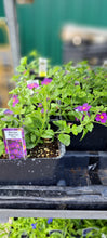 Load image into Gallery viewer, BACOPA megacopa plum
