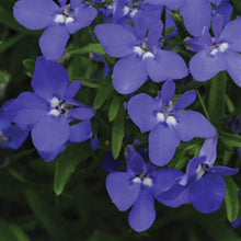 Load image into Gallery viewer, LOBELIA magadi dark blue
