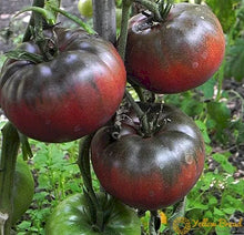 Load image into Gallery viewer, VEGETABLE TOMATO black Krim [large]
