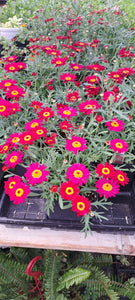 ARGYRANTHEMUM aramis red