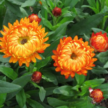 Load image into Gallery viewer, BRACTEANTHA---- granvia harvest orange
