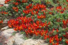 Load image into Gallery viewer, LOTUS berthelotii red
