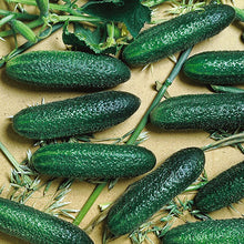 Load image into Gallery viewer, VEGETABLE CUCUMBERS PICKLING cool breeze
