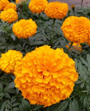 Load image into Gallery viewer, MARIGOLD inca ll deep orange
