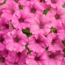 Load image into Gallery viewer, PETUNIAsupertunia vista mini hot pink
