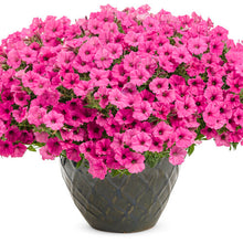 Load image into Gallery viewer, PETUNIAsupertunia vista mini hot pink

