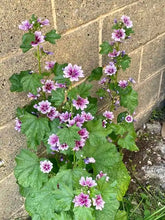 Load image into Gallery viewer, MALVA SYLVESTRIS zebrina [hollyhock mallow]
