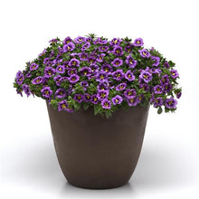 Load image into Gallery viewer, CALIBRACHOA bumble bee blue
