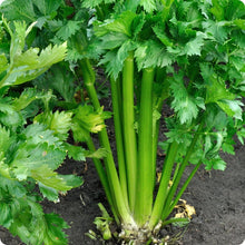 Load image into Gallery viewer, VEGETABLE CELERY utah
