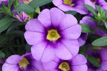 Load image into Gallery viewer, CALIBRACHOA aloha kona blue sky
