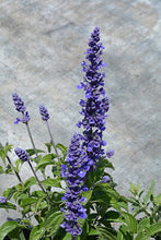 Load image into Gallery viewer, SALVIA mystic spires blue
