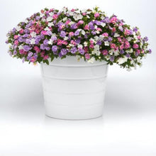 Load image into Gallery viewer, CALIBRACHOA mini famous uno funtopia blue
