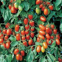 Load image into Gallery viewer, VEGETABLE TOMATO juliet [large grape cherry]

