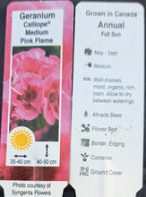 Load image into Gallery viewer, GERANIUM calliope medium pink flame
