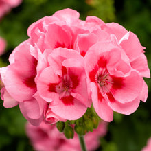 Load image into Gallery viewer, GERANIUM calliope medium pink flame
