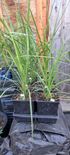 Load image into Gallery viewer, GRASSES DRACAENA indivisa
