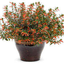 Load image into Gallery viewer, MEXICAN HEATHER (cuphea) vermillionaire
