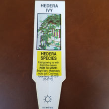 Load image into Gallery viewer, IVY hedera green ralf
