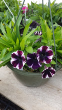 Load image into Gallery viewer, PETUNIAsweetunia--miss marvelous
