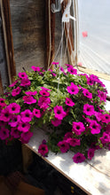 Load image into Gallery viewer, PETUNIAwave purple
