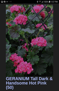 GERANIUM tall dark & handsome--- hot pink
