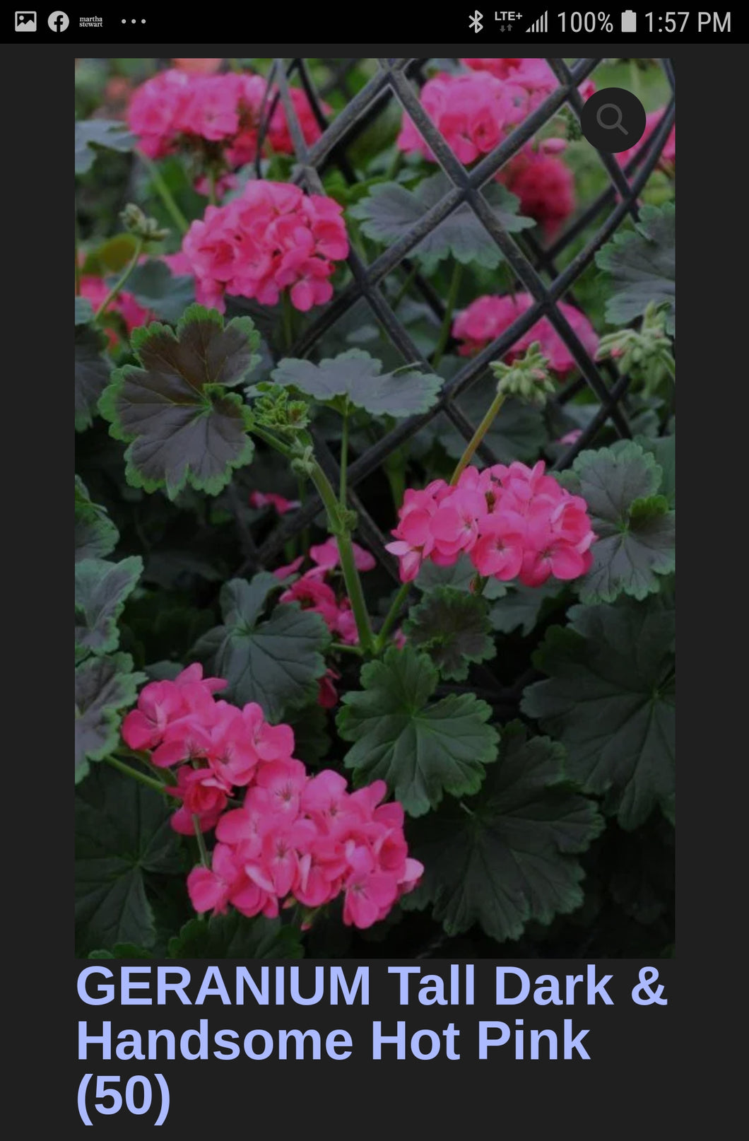 GERANIUM tall dark & handsome--- hot pink