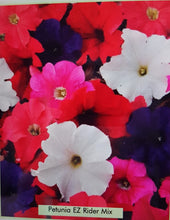 Load image into Gallery viewer, PETUNIA ez rider mix [regular]
