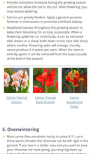 Load image into Gallery viewer, CANNA cannova ---bronze orange
