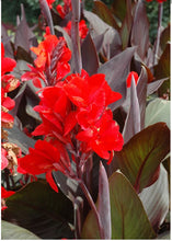 Load image into Gallery viewer, CANNA cannova ---bronze orange

